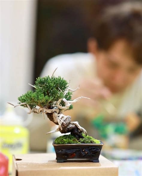 真柏文人樹型|丹尼BONSAI DANY (@danylu0104) • Instagram photos and videos